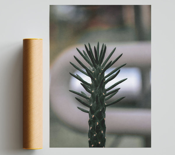 Black Spiky Cactus Bloom