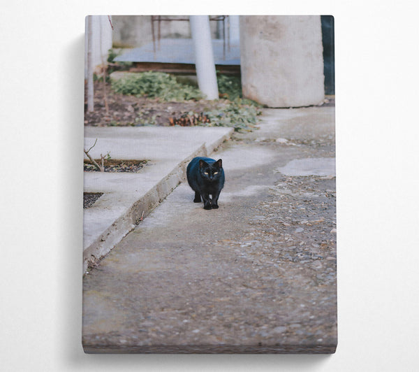 Black Cat On Concrete