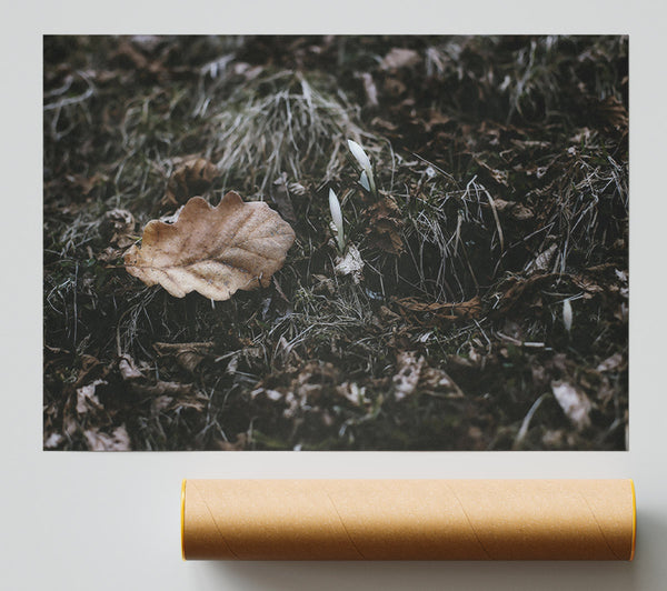 Brown Leaf And White Blooms