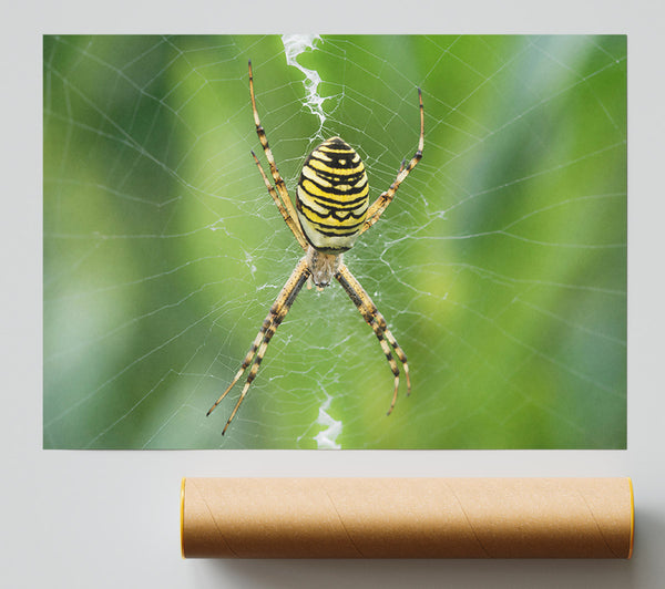 Yellow Striped Spider Web