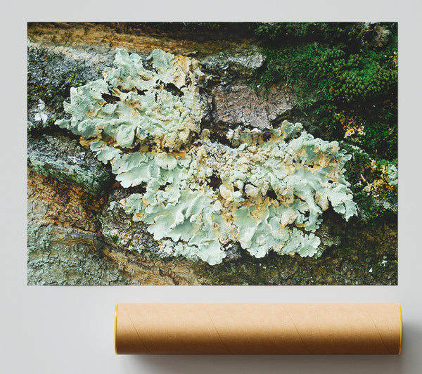 Pale Green Lichen Growth