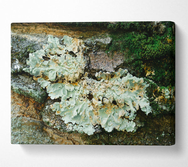 Pale Green Lichen Growth