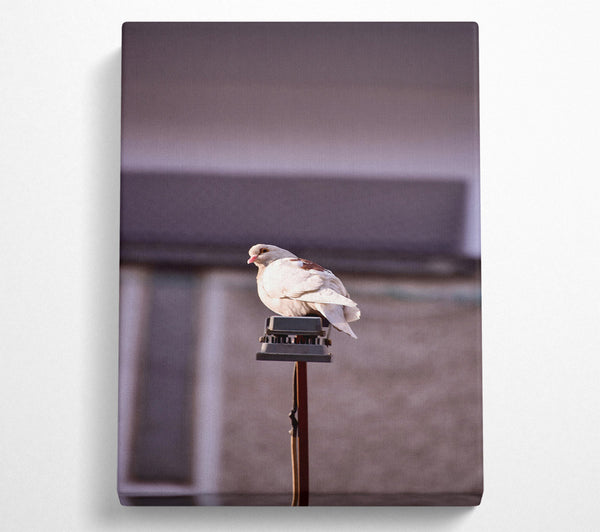 White Dove On A Pole