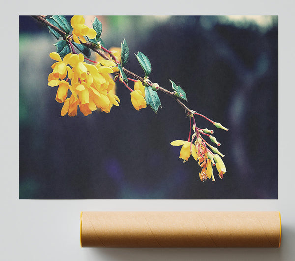 Golden Branch Blossoms