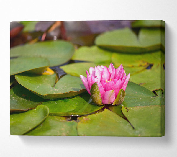 Pink Lily Pad Bloom