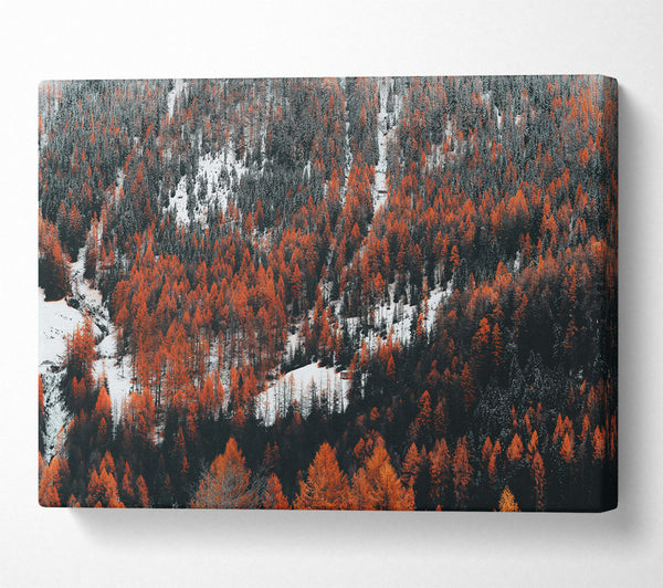 Orange Winter Forest