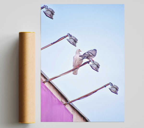 Pink Pigeon Perches