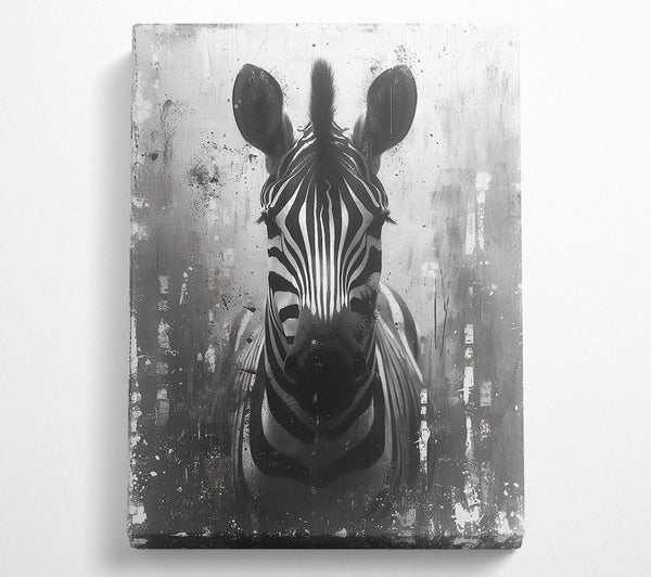 Black And White Zebra Gaze