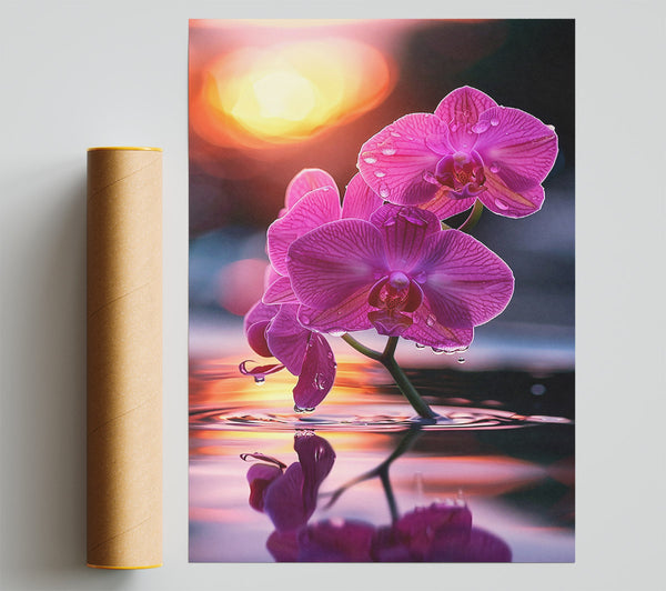 Pink Orchid Reflection