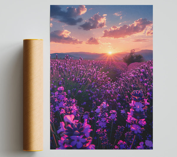 Purple Lavender Sunset