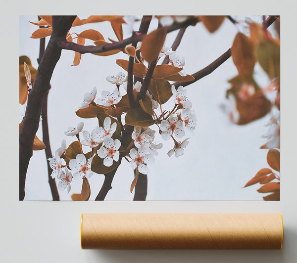 White Blossoms On Brown Branches