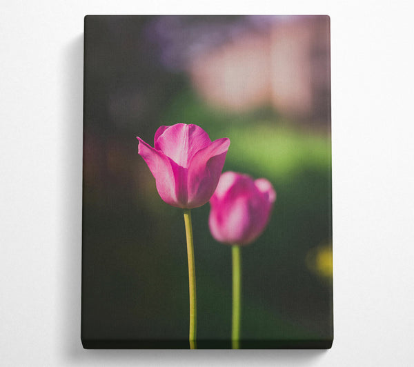 Pink Tulip Bloom