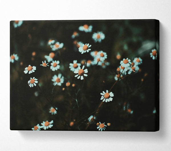 Teal Daisies In Bloom