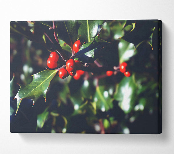 Crimson Holly Sprig