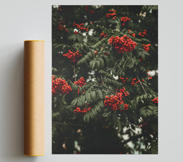 Crimson Rowan Clusters