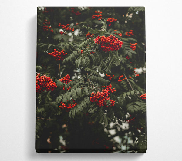 Crimson Rowan Clusters