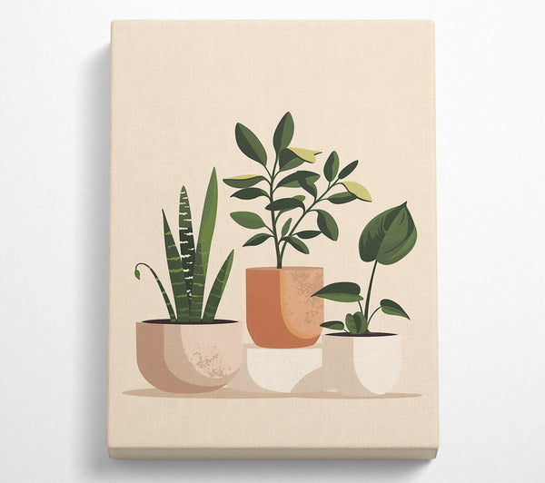 Peach Potted Plants