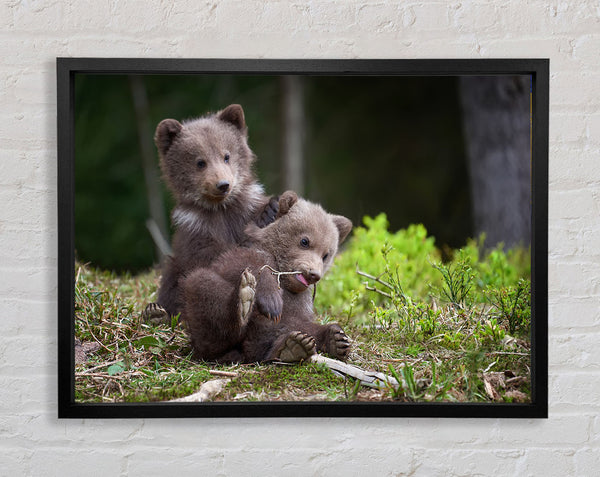 Bear Cubs Playing