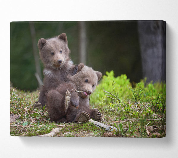 Bear Cubs Playing