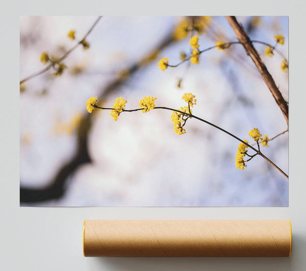 Golden Branch Bloom