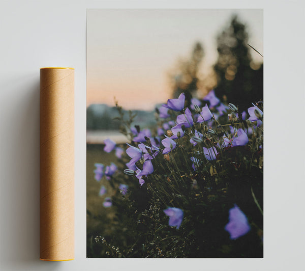 Lavender Dusk Blooms