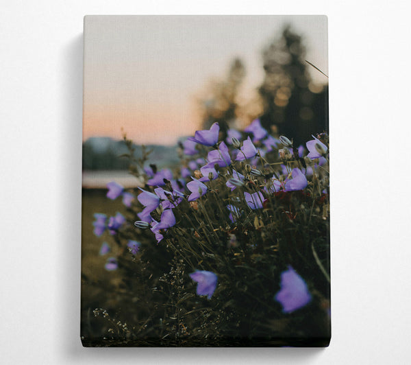 Lavender Dusk Blooms