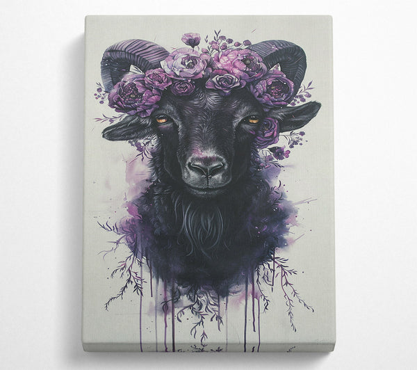 Beautiful Lilac Goat