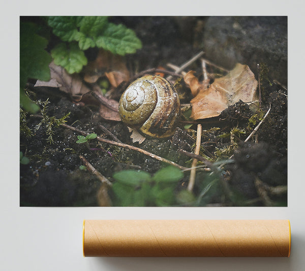 Brown Shell Retreat