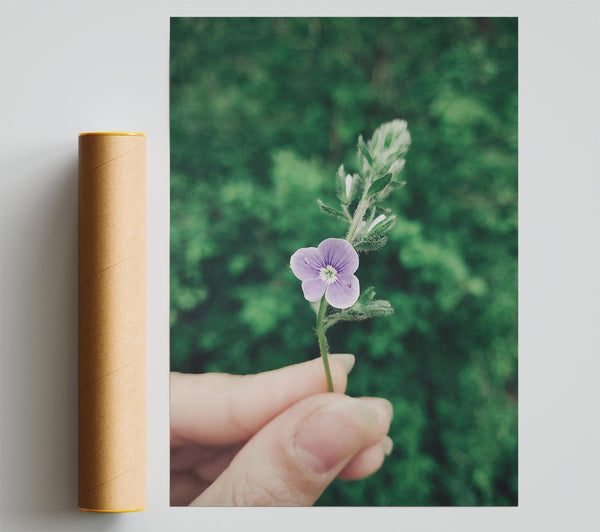 Lavender Bloom In Green