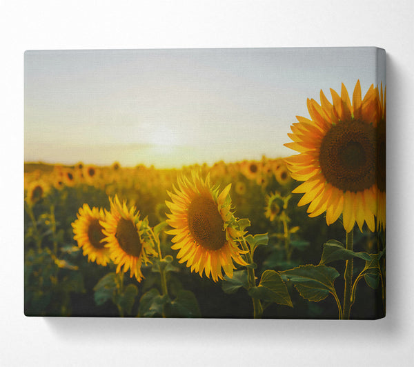 Golden Hour Sunflowers