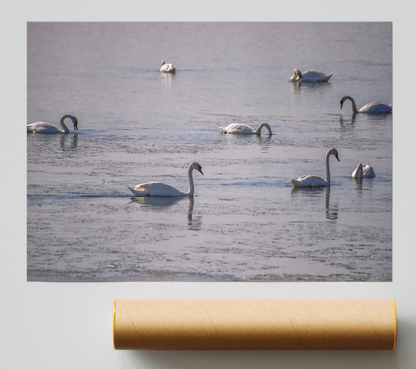 Blue Swans On Ice