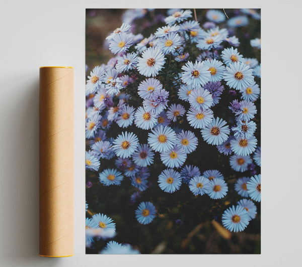 Lavender Daisy Field