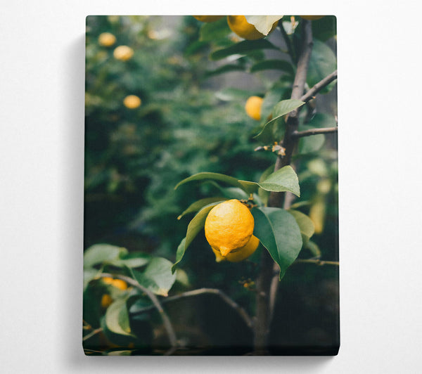 Yellow Lemon Tree Branch