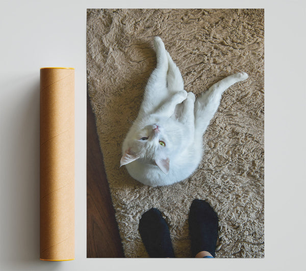 White Cat On Tan Rug