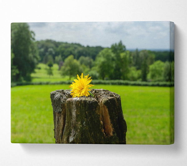 Golden Bloom On Stump