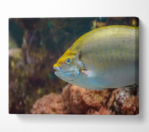 Golden Reef Fish