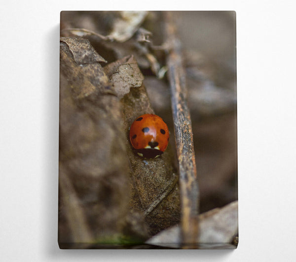 Red Lady In The Leaves