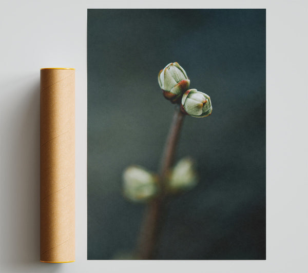 Green Teardrop Buds