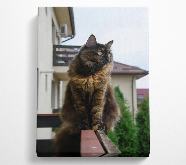 Tortoiseshell Cat On Railing