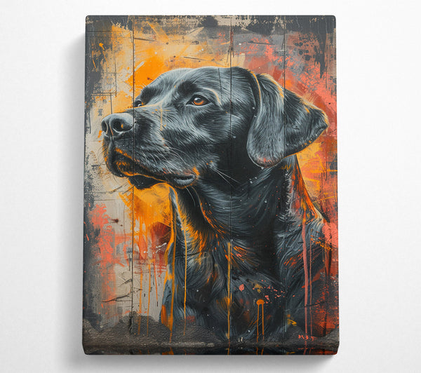 Black Lab