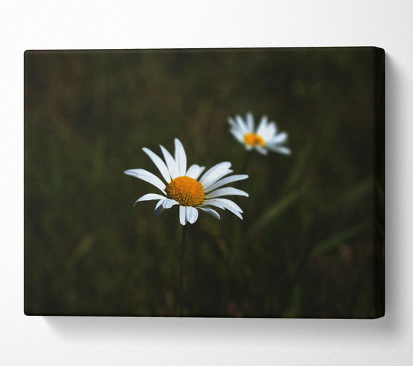 White Daisy In The Dark