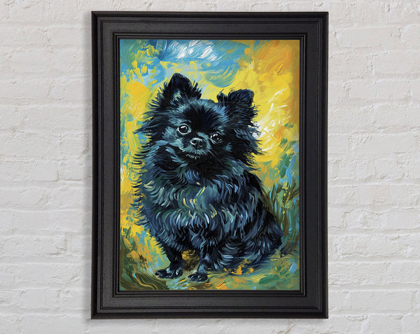 Black Pomeranian