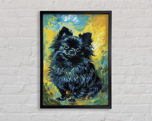 Black Pomeranian