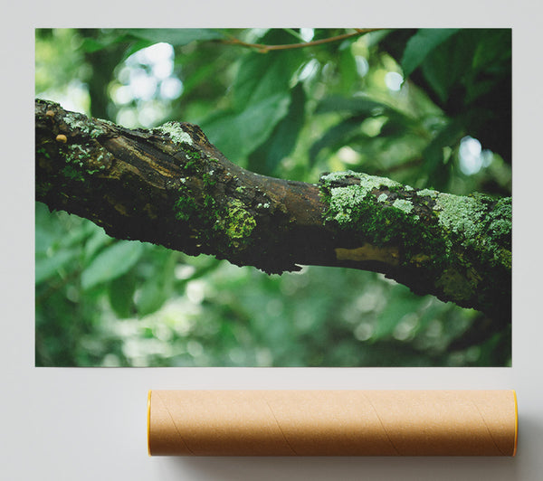 Green Branch Mossy Bark