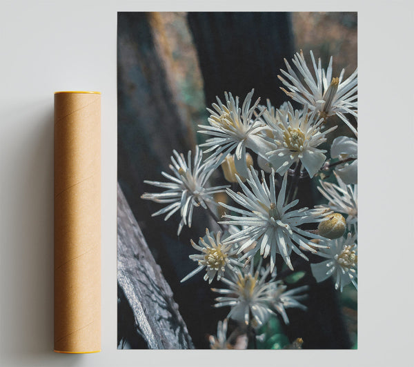 White Blooms In Shadow