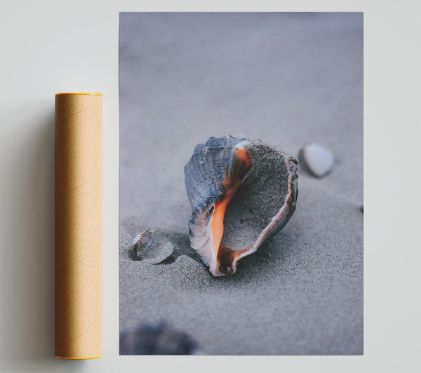 Orange Seashell On Sand