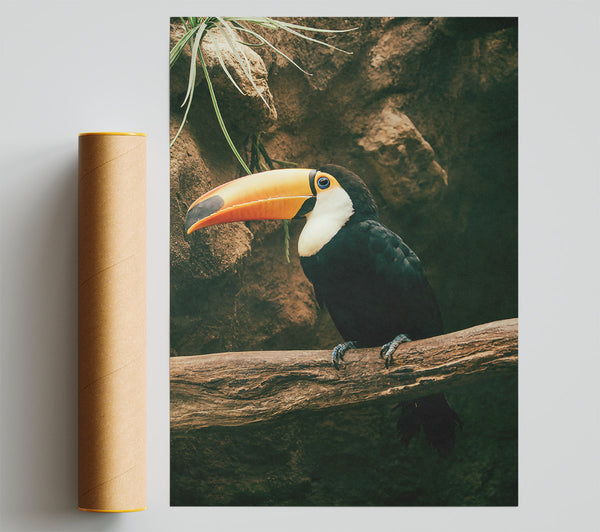 Black Toucan On Branch