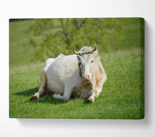 White Cow Resting