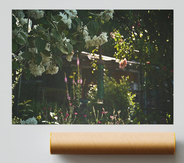 White Blooms In Sunlight