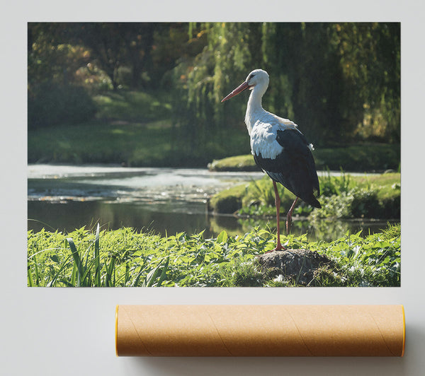 White Stork By The Pond.